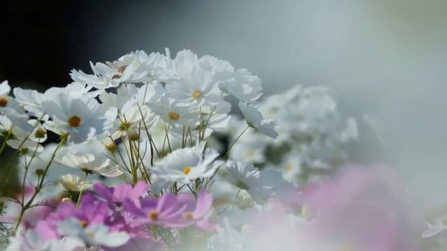 •✿• Colorful world of cosmos flowers •✿• смотреть онлайн