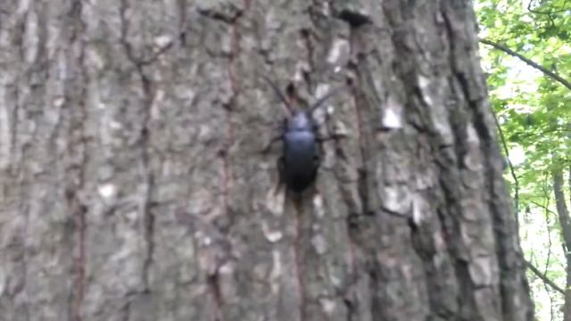 Флора и Фауна города Курска (короткометражка) смотреть онлайн