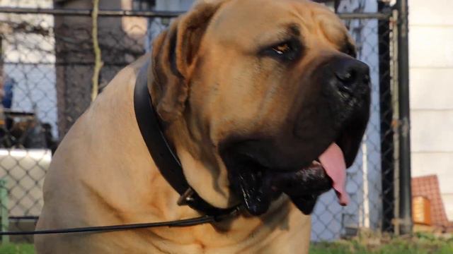 Champion Line Lion Boerboels are out!! Puppies are being reserved faster than a bullet! смотреть онлайн