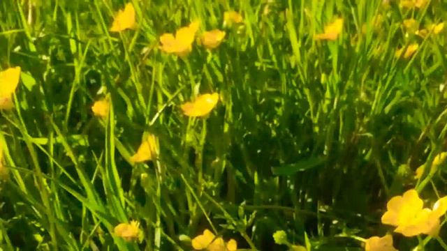 Путешествие по планете.Жизнь прекрасна. смотреть онлайн