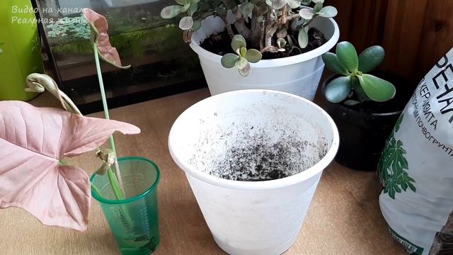 ???КАК ПРИЖИВАЮТСЯ НОВЫЕ КОМНАТНЫЕ ЦВЕТЫ? ПЕРЕСТАНОВКА НА БАЛКОНЕ??? смотреть онлайн