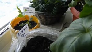 ЭКСКУРСИЯ ПО ПОДОКОННИКАМ Мои комнатные цветы и растения Цветы на подоконнике 2