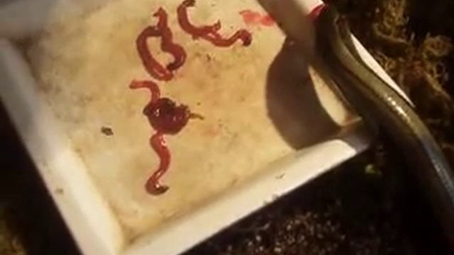 Веретеница ломкая кушает мотыль смотреть онлайн