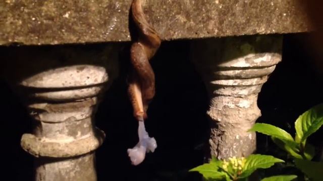Limax Maximus Mating