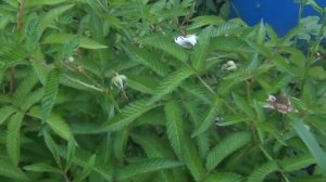 Малина без хлопот. Тибетская (Норвежская) малина