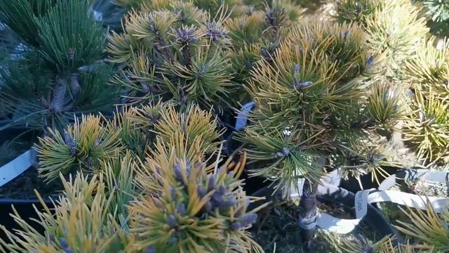 Сосна горная Винтер Голд (Winter gold) смотреть онлайн