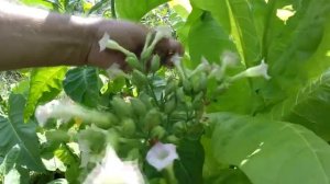 Табак. Выращивание от А до Я. Моя маленькая табачная плантация.