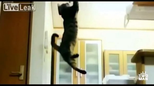 Смешные прыжки котов