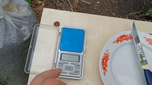 Инжир сорт Медовый