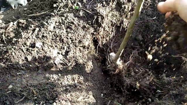 Осенняя посадка саженцев плодовых деревьев! Как посадить грушу!!! смотреть онлайн