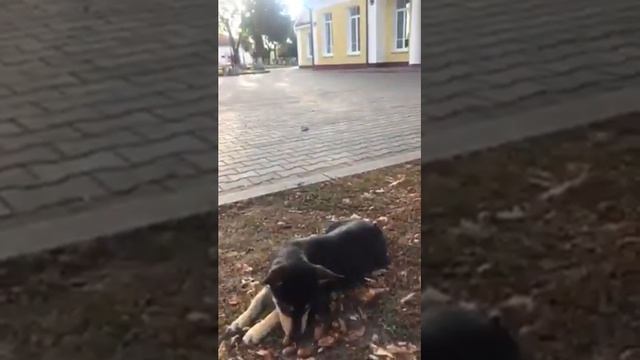 Жизнь заставит-не только жёлуди будешь есть смотреть онлайн