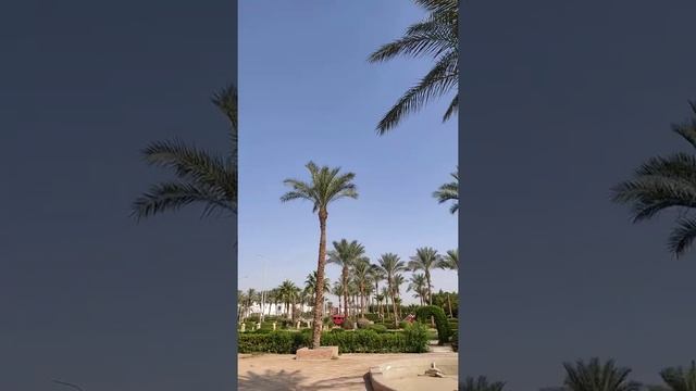 Пальмы, Зелень, Цветы - Египет! Шарм-эль-Шейх!!! смотреть онлайн
