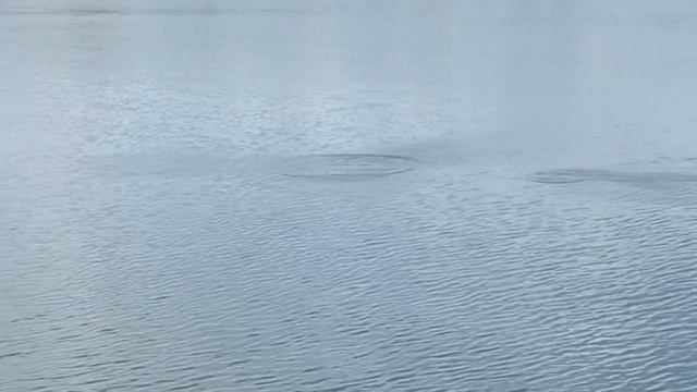 Охота Рыбалка с рогаткой на рыбу ... совмещаем работу и рыбалку .. коптим рыбу Флорида смотреть онлайн