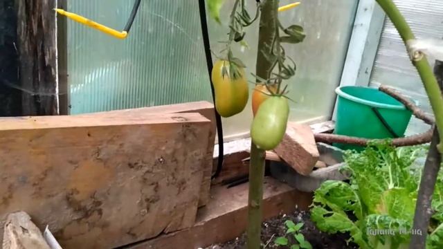 Помидоры сорт челнок