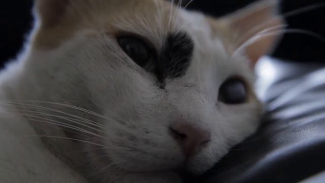 "What does the cat say", everyday ? смотреть онлайн