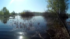 Ловля красноперки весной на мушку