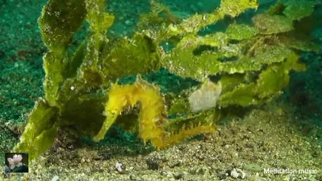 Relaxing music for stress relief! Dolphins Singing! Soothing music for meditation Therapy! Sleep ?