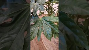 Фатсия в кашпо Bananaplanter