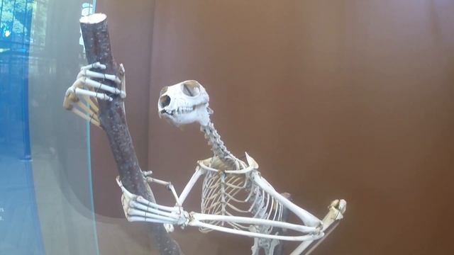 LE MUSEE NATIONAL D'HISTOIRE NATURELLE DE PARIS смотреть онлайн