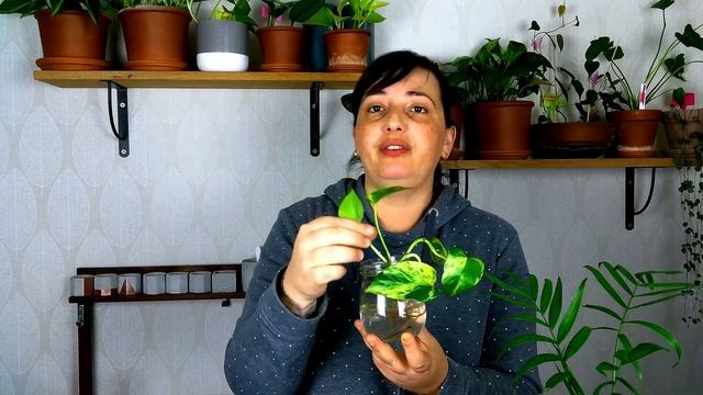 Bouturer le Pothos : multiplication de plantes d'intérieur (Scindapsus, Epipremnum Aureum) смотреть онлайн