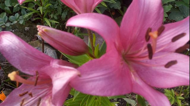 Цветы вокруг дома. природа.