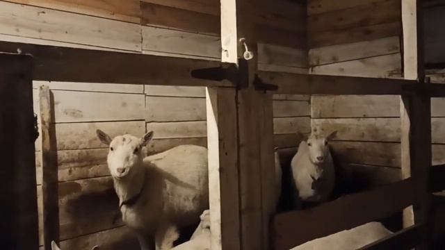Конюшня для коз, коровы и коня