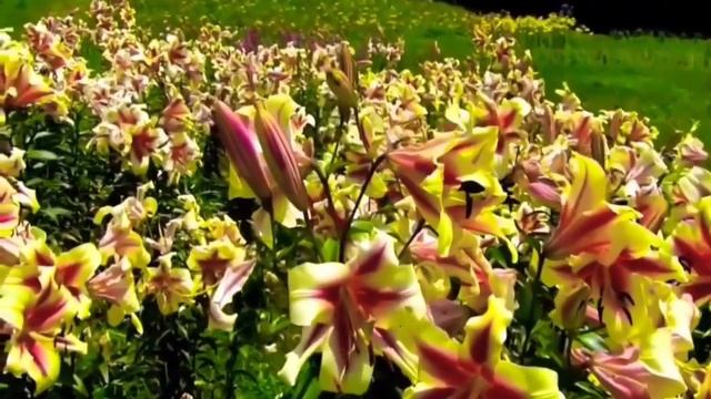 14 урок. Рост посвященности | От покаяния до пробуждения смотреть онлайн