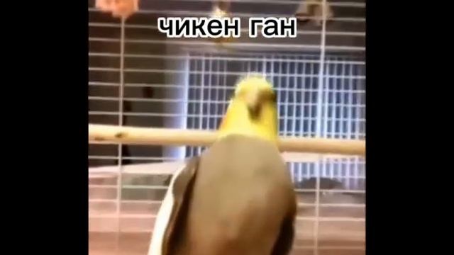 Игры когда закрывают роблокс во всём мире! #рек #рекомендации #роблоксзакрываютвовсёммире смотреть онлайн