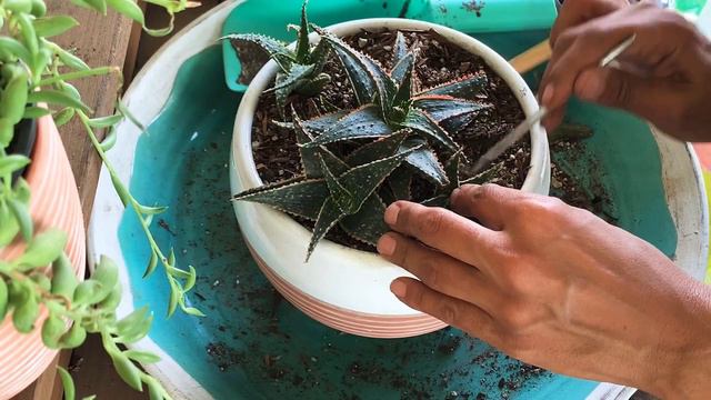 Succulent Potting Arrangement Video / Christmas Carol Succulent / Pot With Me Video смотреть онлайн