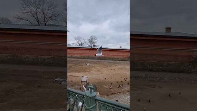 Санкт-Петербург Петропавловская крепость