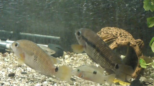 Настоящая цихлазома - Cichlasoma portalegrense смотреть онлайн