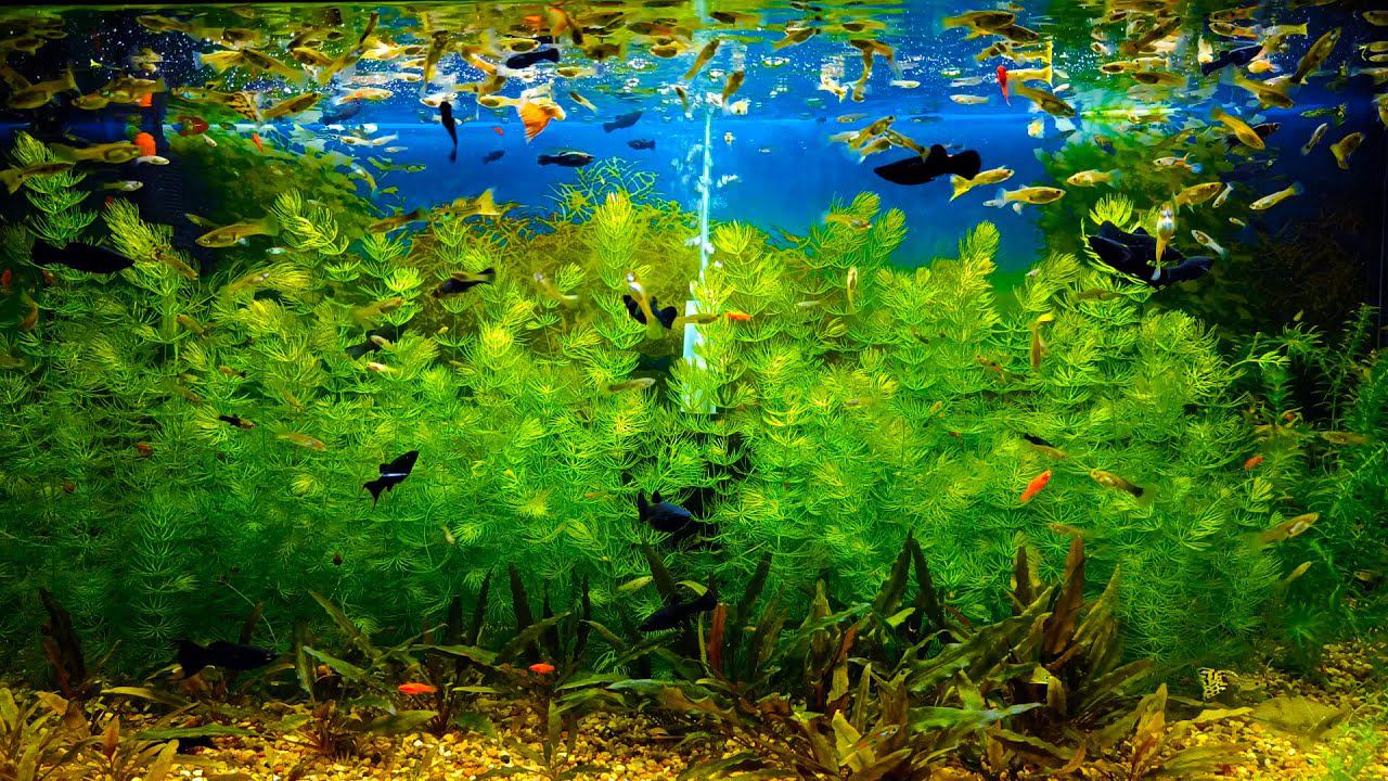 Аквариумистика - самое лучшее хобби! Опять куча хлопот на рыборазводне! смотреть онлайн