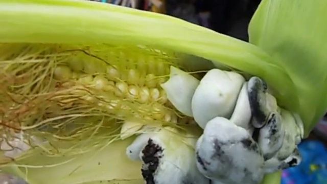 кукуруза царица полей смотреть онлайн