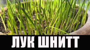 Декоративный Лук Шнитт. Лук Скорода. Резанец