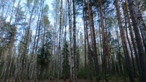 Весенняя охота с PCP пневматикой на утку и вяхиря. Готовлю завтрак из дичи и завариваю чагу.