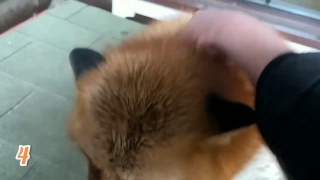 ЛИСЯО. Алиса - Лиса. Показывает свой рыжий нрав