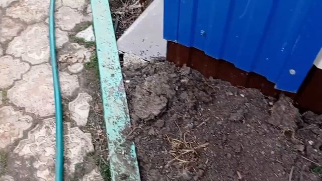 Наши пушистые малыши . Обзор нашего огорода .Наша рассада ./Мама Гуля / смотреть онлайн