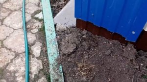 Наши пушистые малыши . Обзор нашего огорода .Наша рассада ./Мама Гуля /