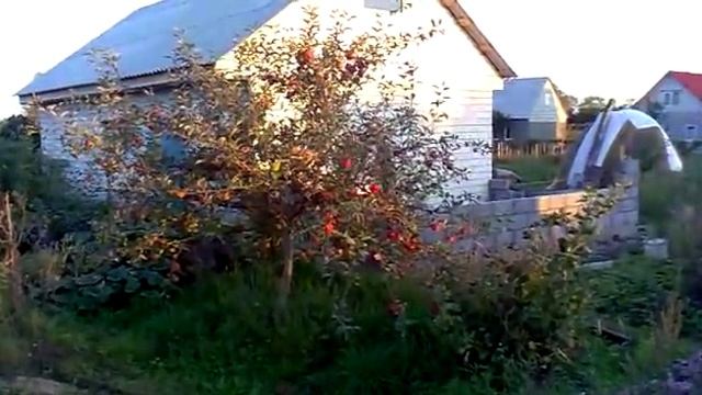 Садоводство Как формируется крона яблони смотреть онлайн