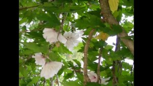 Анна Герман  Любви негромкие слова