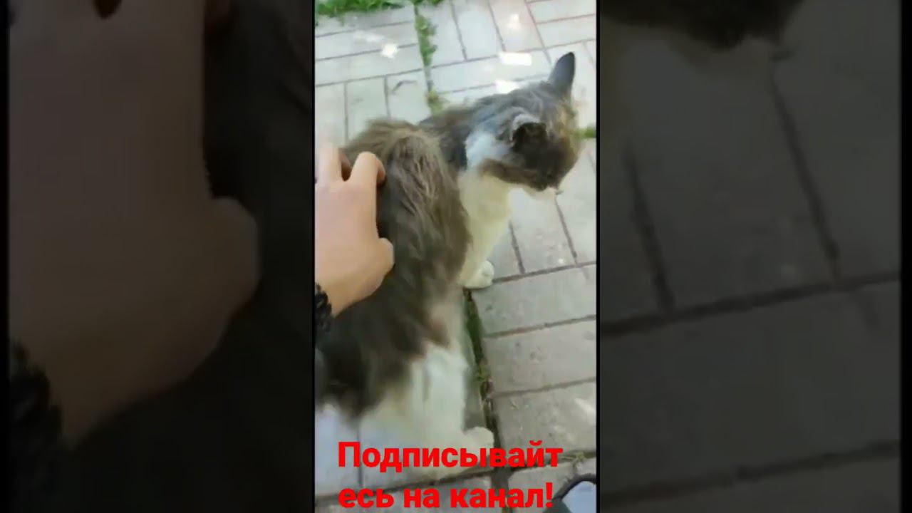Барсик и ласка! смотреть онлайн