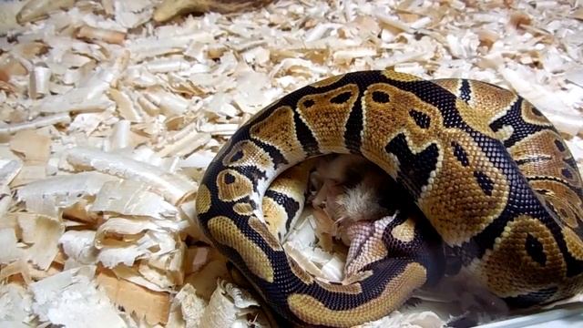 Питон ест хомяка.Python eats a hamster. смотреть онлайн