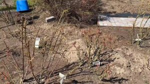 Розы.??? Посадка по два саженца в одну лунку. Этот способ без сомнения уникален и ......