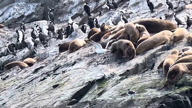 Морские львы на островах Огненной Земли. смотреть онлайн