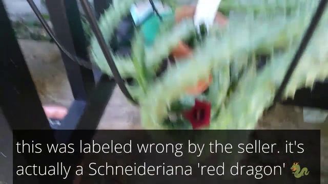 Huernia Schneideriana 'red Dragon' And Huernia Zebrina 'lifesaver Cactus' Blooms ?