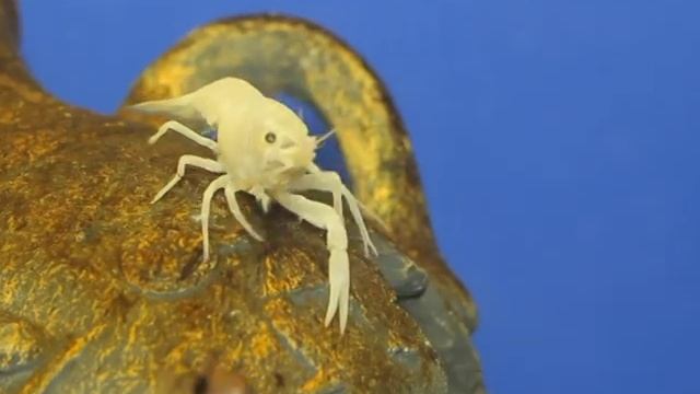 Все О Домашних Животных: Красные Погранцы - Аквариумные Раки смотреть онлайн