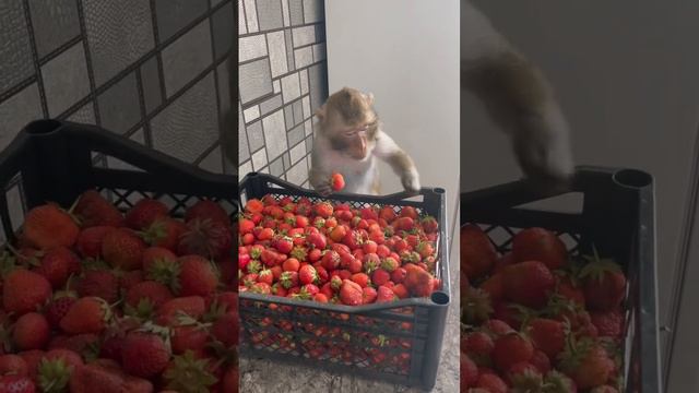 Сезон клубники в Самаре смотреть онлайн