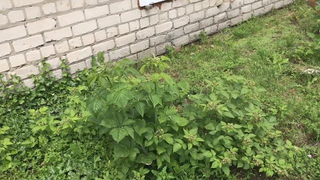 PH и TDS при подкормках ежевики по листу 2. смотреть онлайн