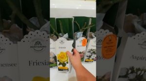 ЗНАМЕНИТЫЕ СОРТА РОЗ/ НОВИНКА РОЗЫ EYECONIC/ AЙКОНИК /НАСТОЯЩЕЕ ОТКРЫТИЕ В СЕЛЕКЦИИ РОЗ!