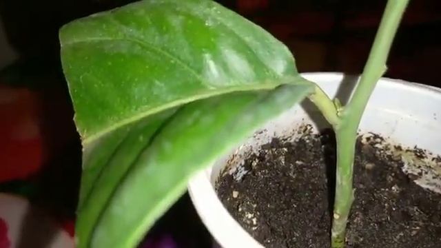 Лимон растет потихонечку смотреть онлайн